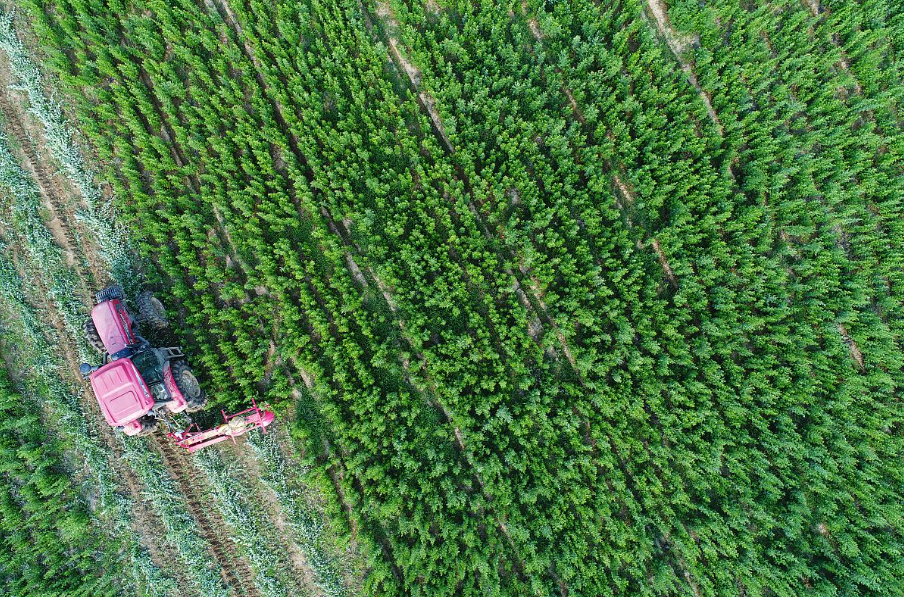 China Nanyang wormwood planting base harvesting wormwood